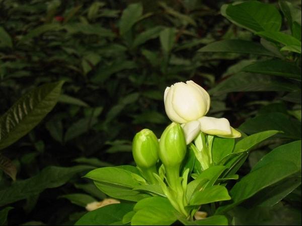 枙子花的养殖方法图片