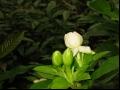 枙子花的养殖方法