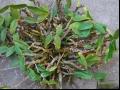 霍山石斛的种植技术