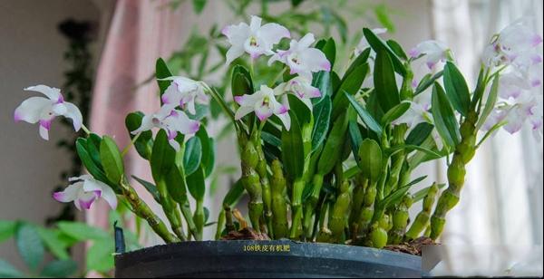 金钗石斛的种植养殖方法及注意事项图片
