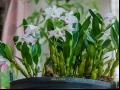 金钗石斛的种植养殖方法及注意事项