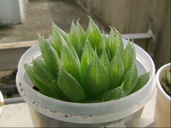 水晶掌的繁殖管理图片