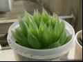 水晶掌的繁殖管理