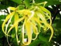 依兰花种植方法
