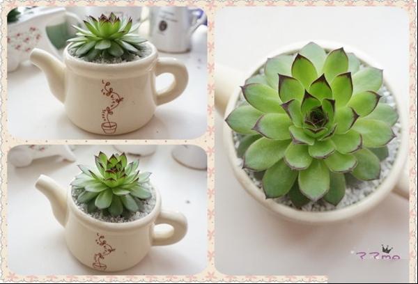 多肉植物的如何养护