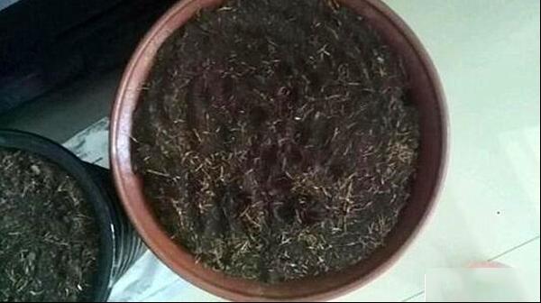 花土消毒