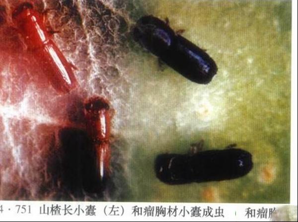 山楂长小蠹