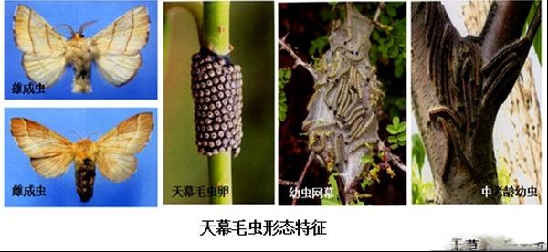 天幕毛虫