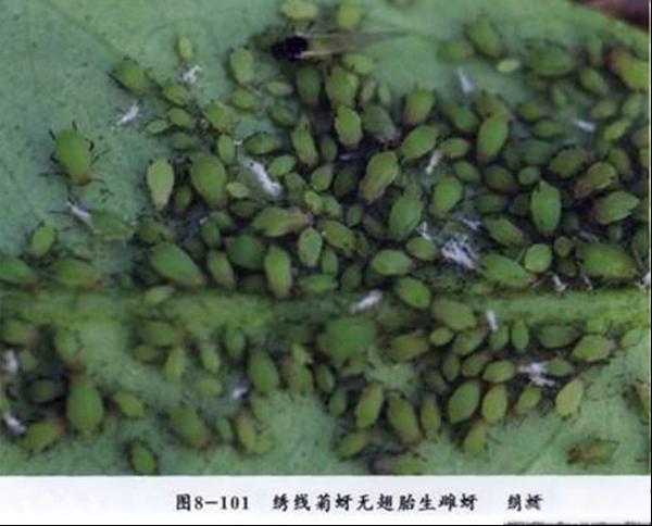 苹果绣线菊蚜