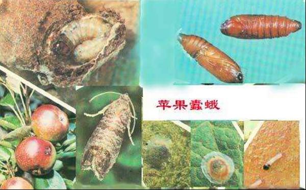 苹果蠧蛾