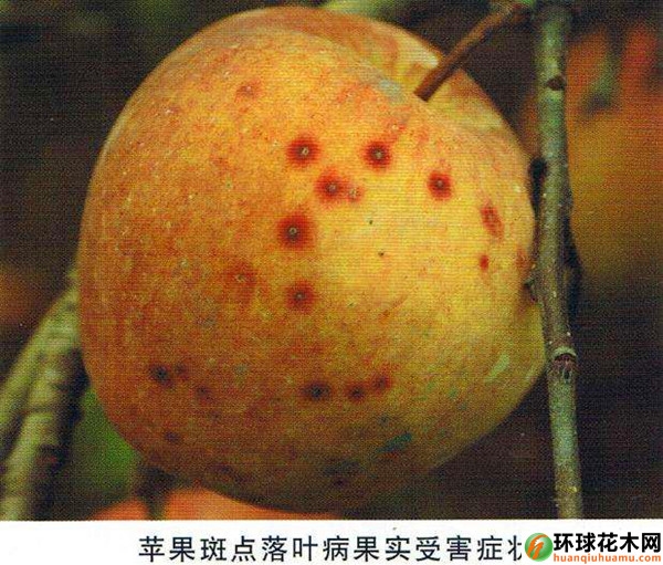 苹果斑点落叶病