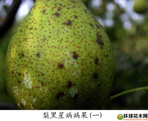 梨黑星病