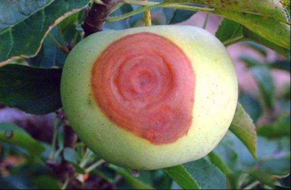 苹果轮纹病