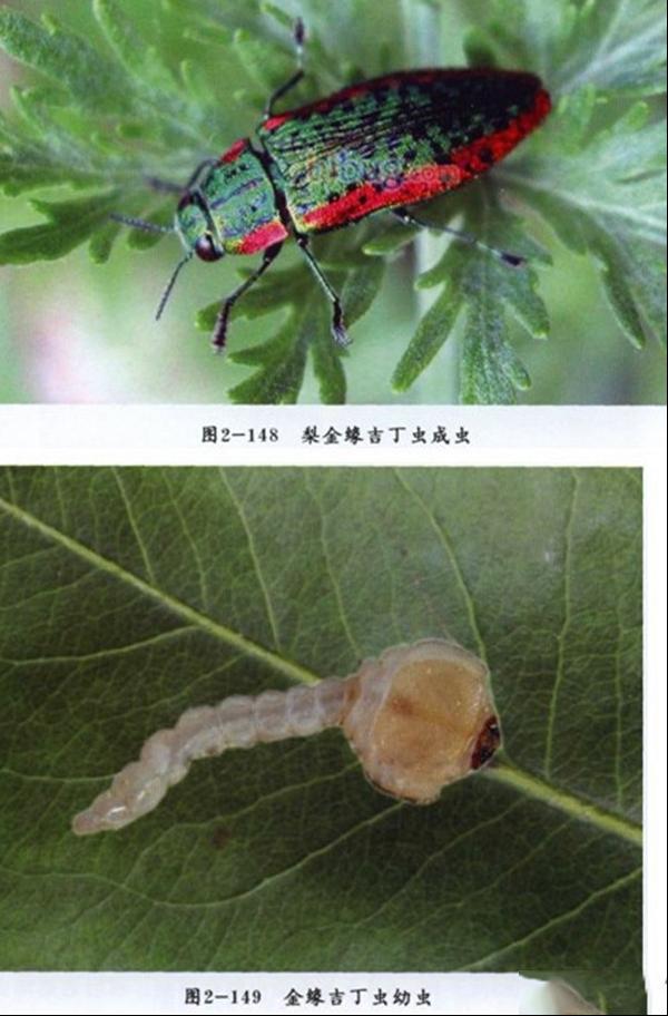 梨金缘吉丁