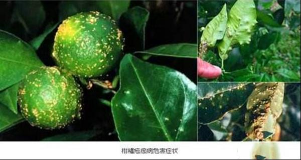 疮痂病
