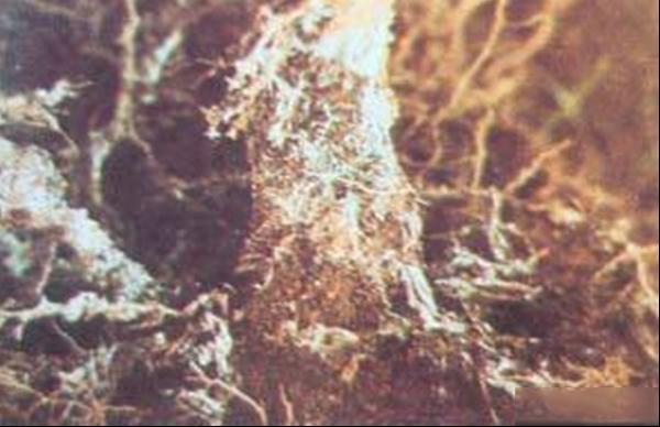 白纹羽病