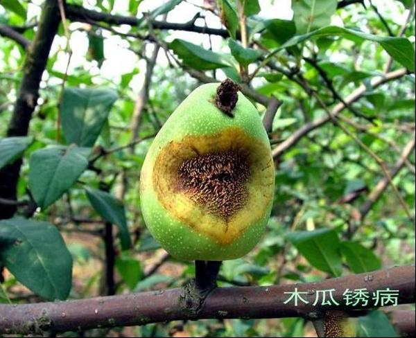 木瓜锈病 木瓜锈病