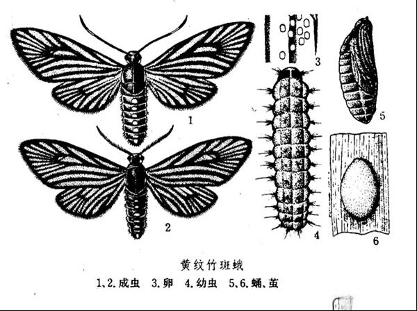 黄纹竹斑蛾