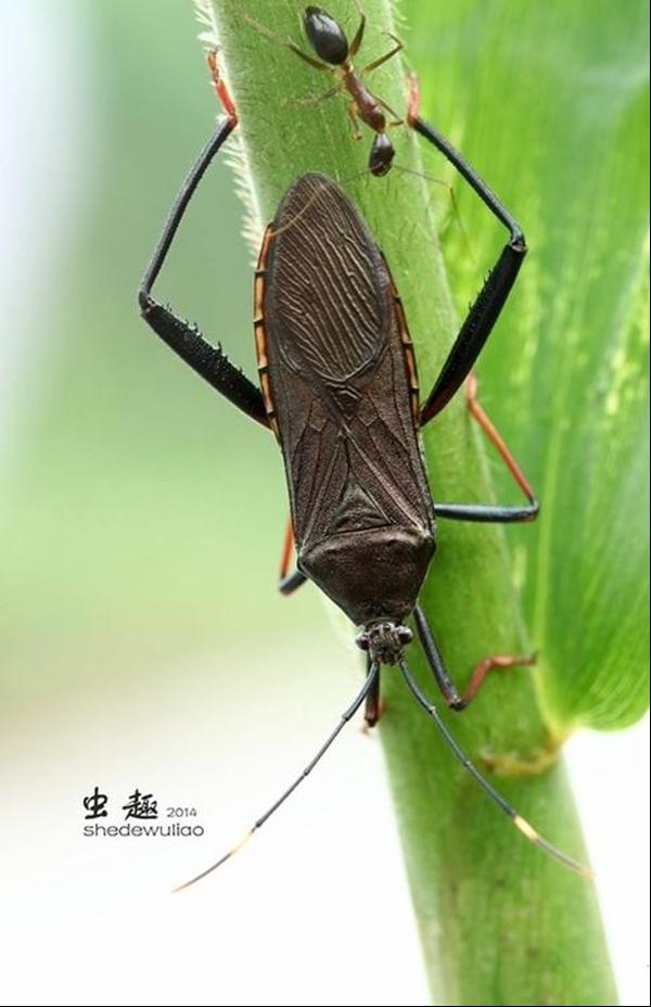 山竹缘蝽