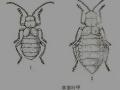 草原叶甲
