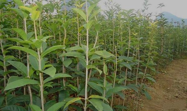 桂花小苗如何修剪及整形管理技术