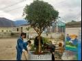 桂花苗木培育过程中应正确掌握的事项