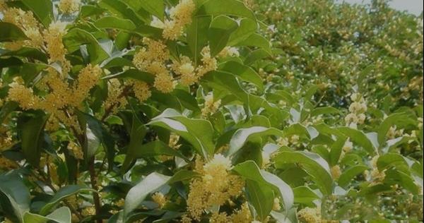 桂花栽培修剪浇水施肥病害养殖方法