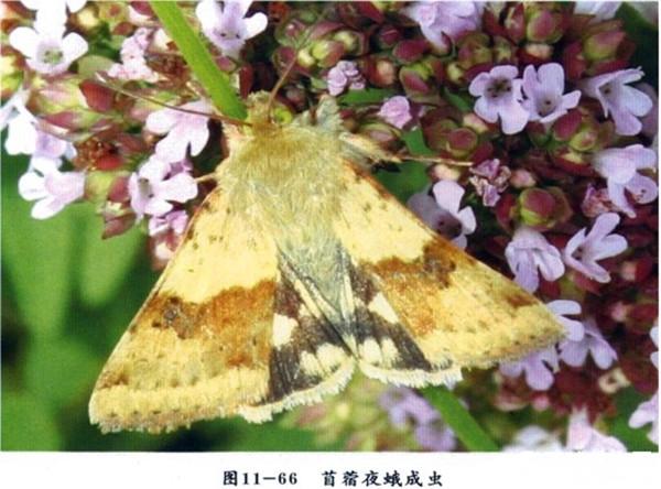 苜蓿夜蛾