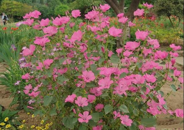 花葵