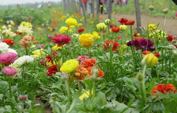 非洲菊
