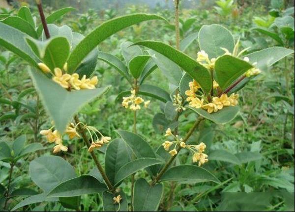 最适合桂花栽种的季节