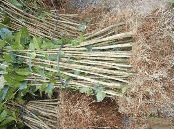 桂花苗的根须整理