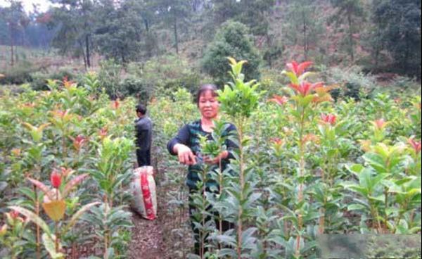 桂花苗应该如何修剪