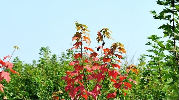 美国红枫工程苗栽培误区