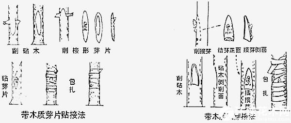 芽接