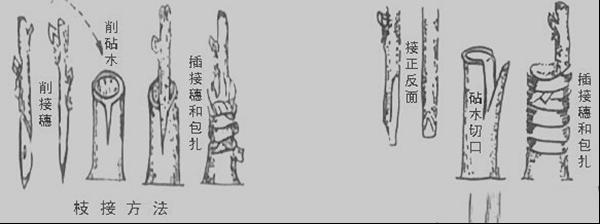 枝接