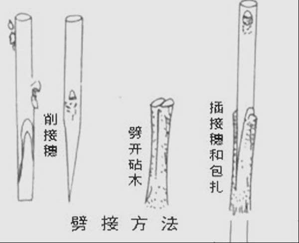 劈接