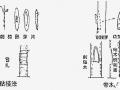 美国红枫嫁接技术