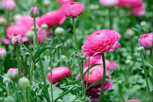 花毛茛