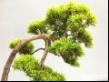 黄金真柏