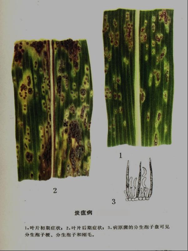 禾草炭疽病