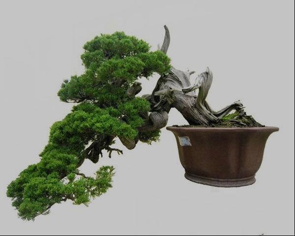 桧柏盆景图片