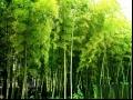茶杆竹