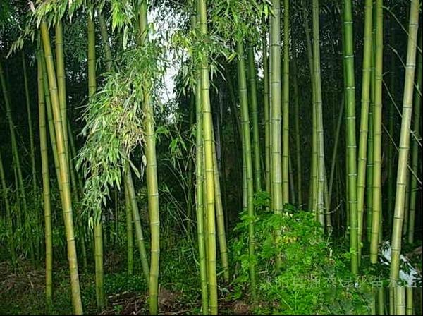 刚竹榉竹胖竹柄竹台竹光竹