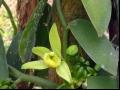 香草兰