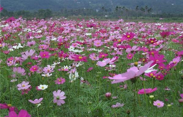 幸福花 格桑花