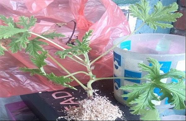 关于生根粉的使用方法