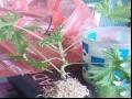 关于生根粉的使用方法