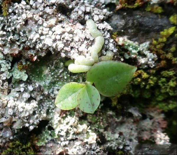 岩体附生象鼻兰植株