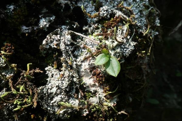 岩体附生象鼻兰植株